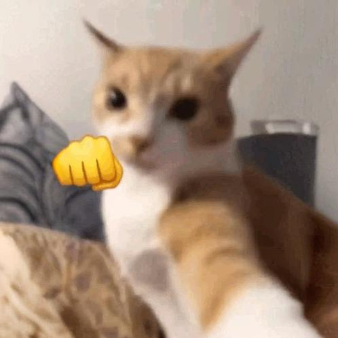 punch cat meme token